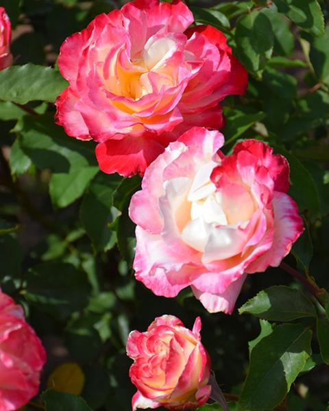 Rose Double Delight