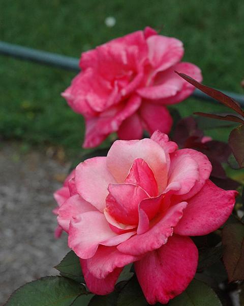 Rose First Prize