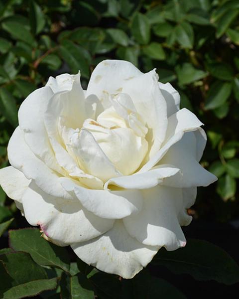 Rose John F. Kennedy