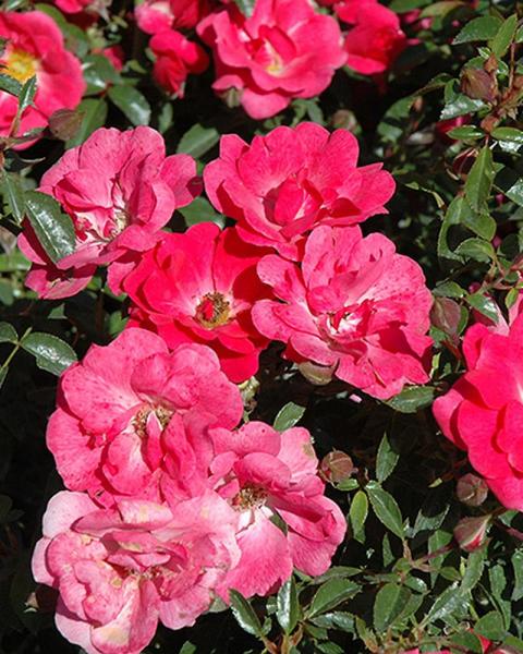 Rose Flower Carpet® Pink Supreme