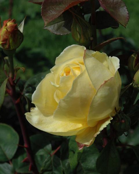 Rose Chi-Ching