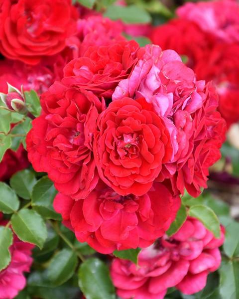 Rose Paint The Town