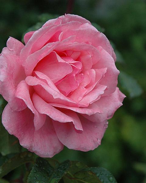 Rose Queen Elizabeth