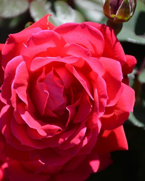 Rose Knock Out® Red