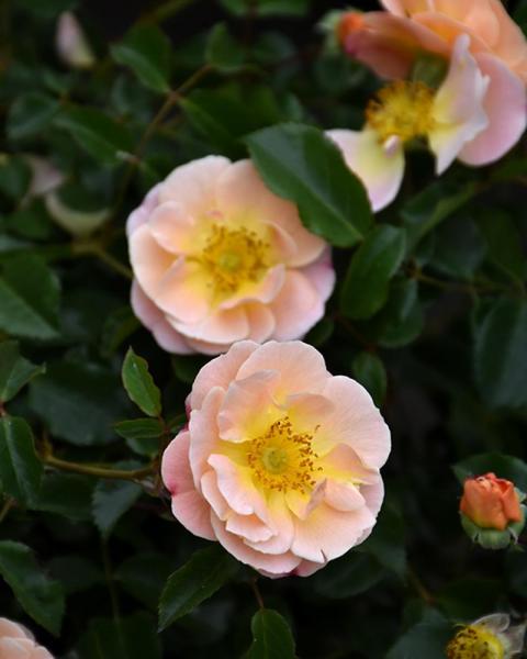 Rose Flower Carpet® Amber