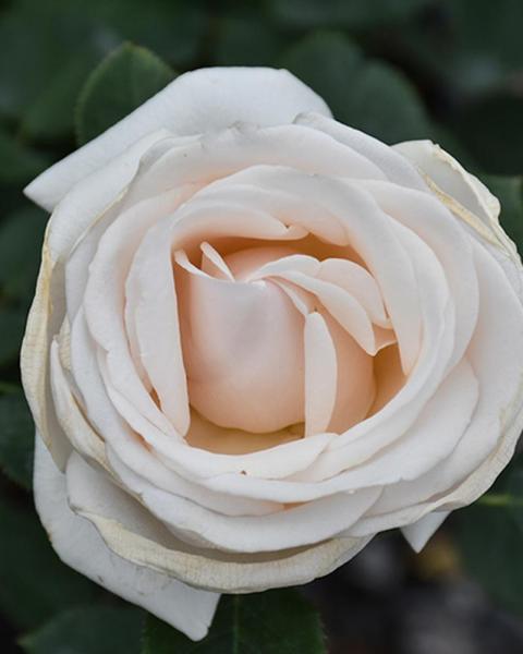 Rose Easy Spirit