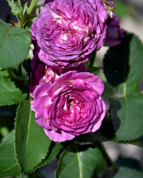 Rose Arctic Blue