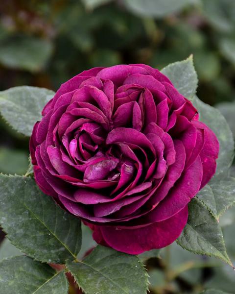 Rose Celestial Night