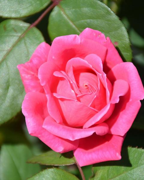Rose Knock Out® Double Pink