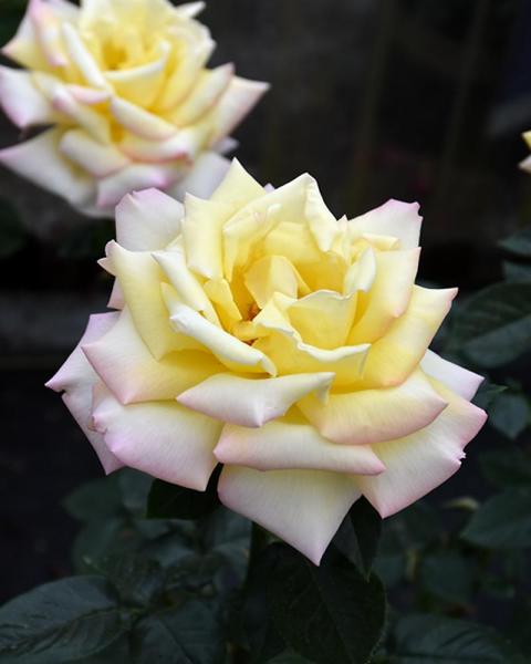 Rose Ht Peace Y