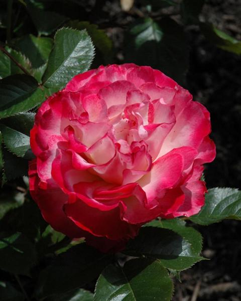 Rose Love At First Sight
