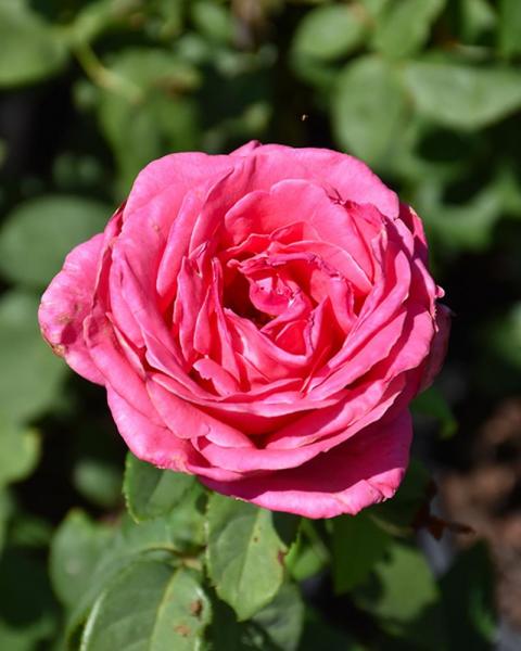 Rose Perfume Delight