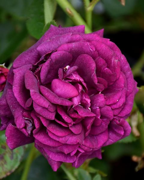 Rose Twilight Zone