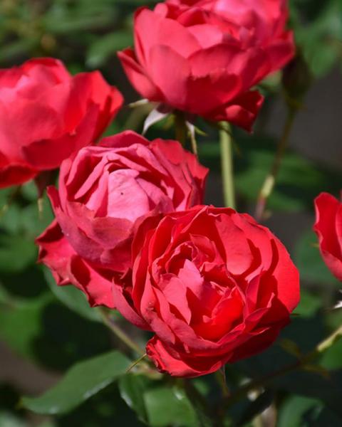 Rose Oso Easy Double Red®