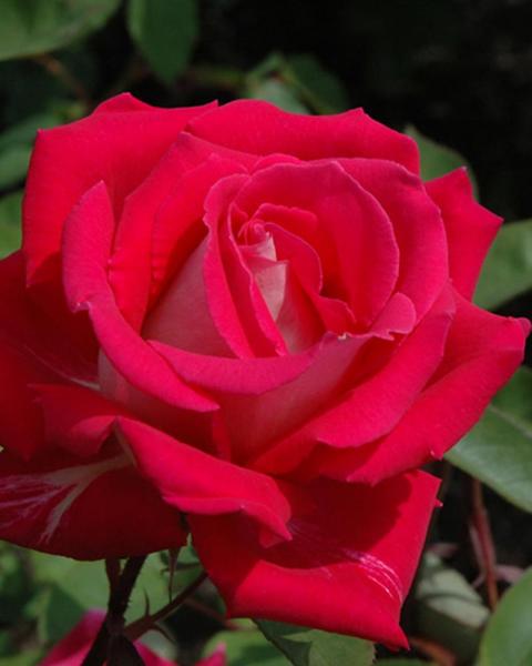 Rose Love