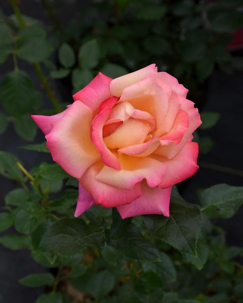 Rose Chicago Peace