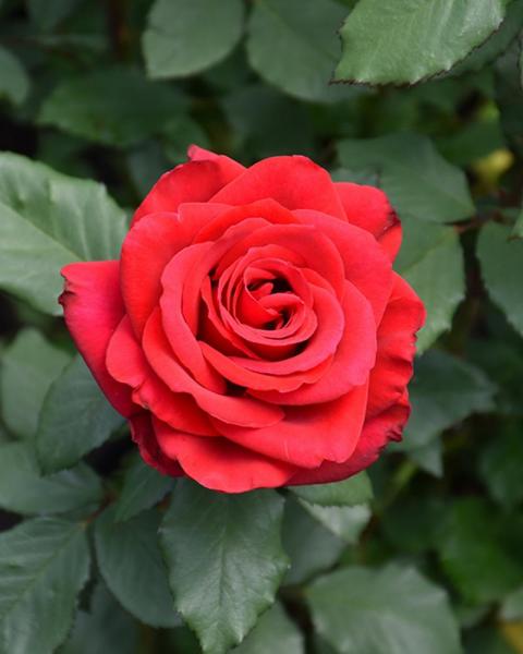 Rose Olympiad