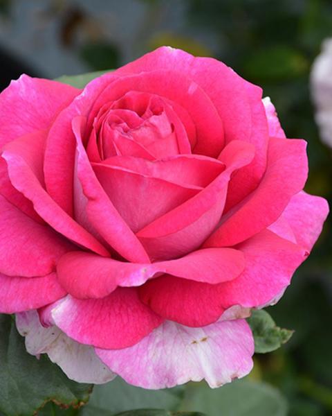Rose Perfume Factory