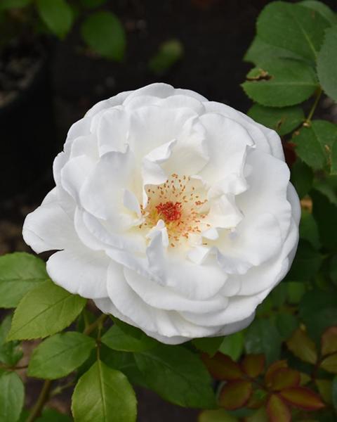 Rose Sugar Moon