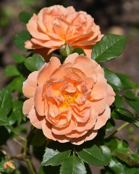 Rose At Last®