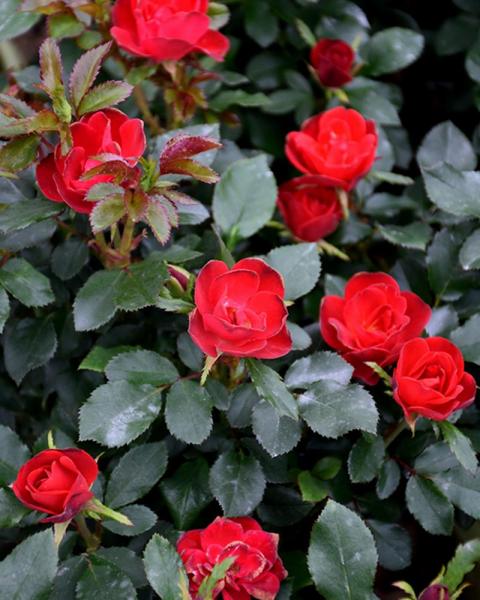Rose Knock Out® Petite