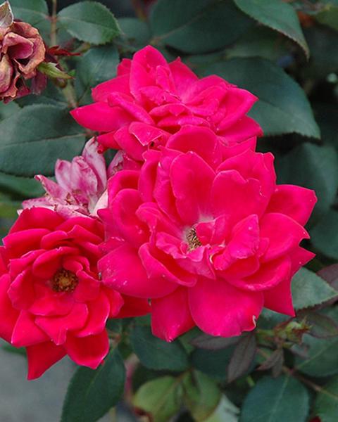 Rose Knock Out® Double Red