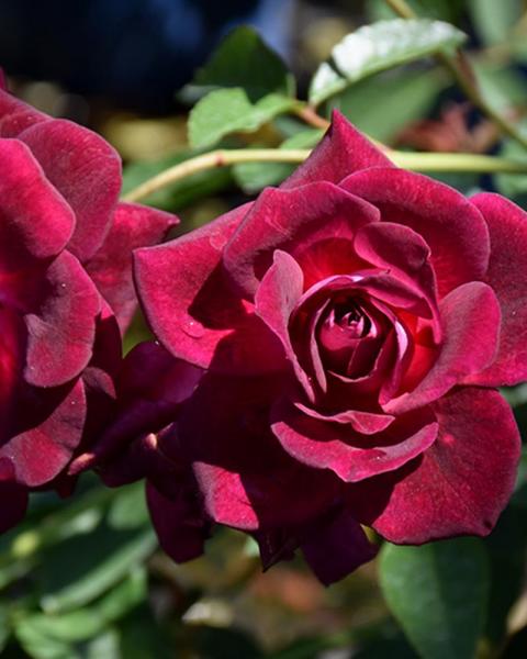 Rose Burgundy Iceberg