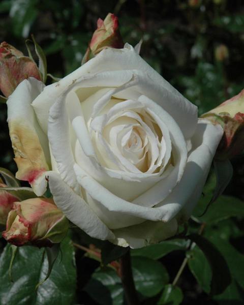 Rose Full Sail