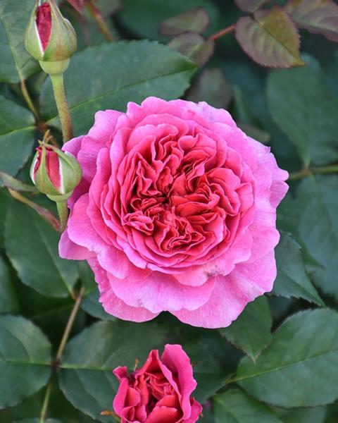 Rose Gabriel Oak