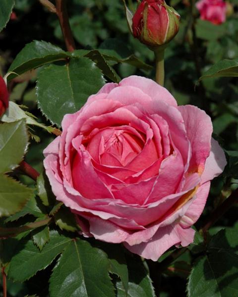 Rose Princess Alexandria Of Kent