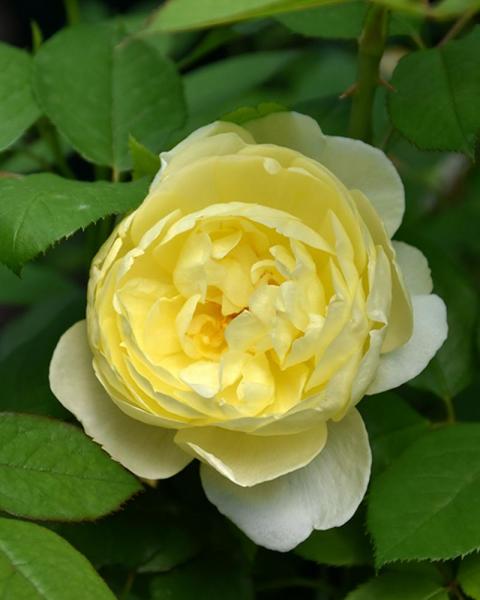 Rose Vanessa Bell