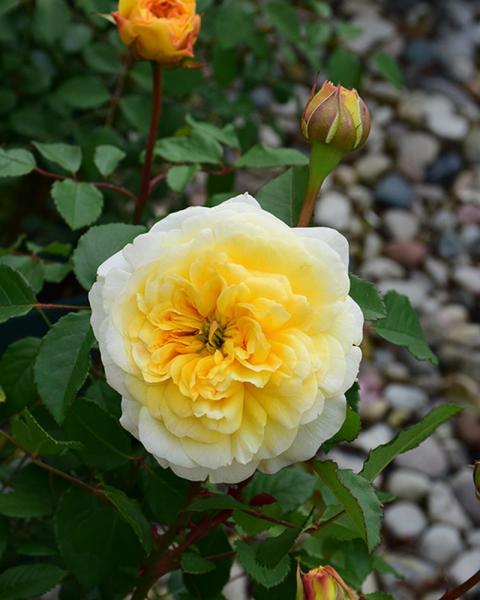 Rose The Poet's Wife