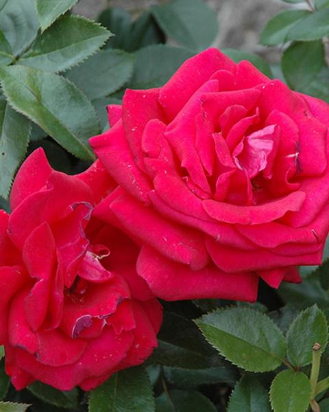 Rose Lasting Love