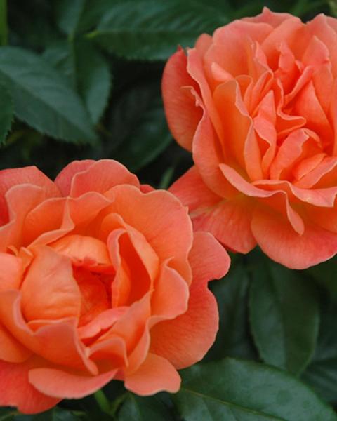 Rose Livin' Easy