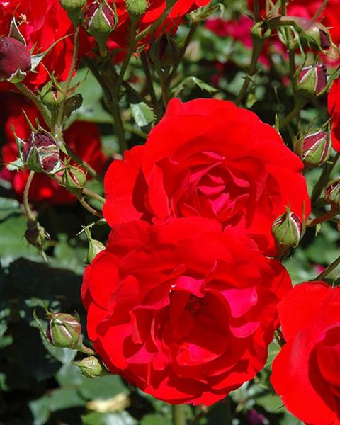 Rose Showbiz