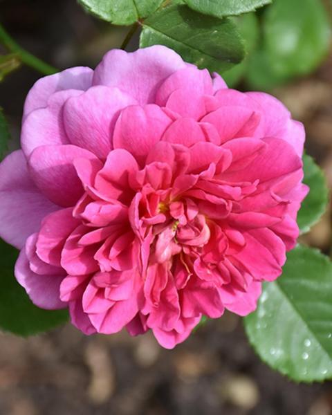 Rose Zephirine Drouhin