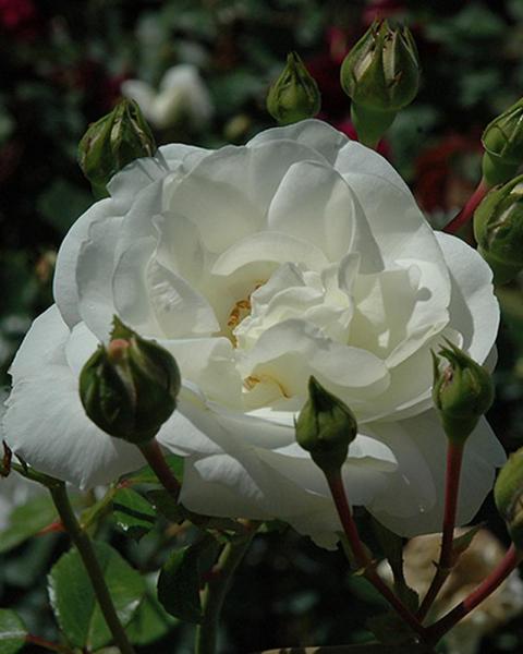 Rose White Dawn