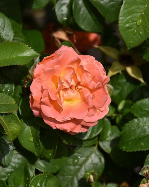 Rose Knock Out® Orange Glow