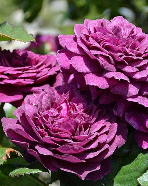 Rose Ebb Tide