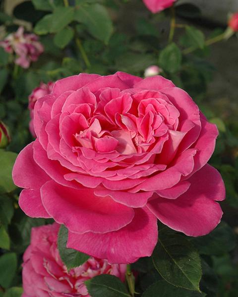 Rose Pink Peace