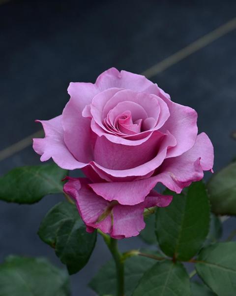 Rose Neptune