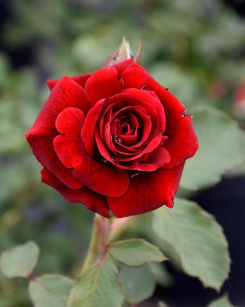 Rose Don Juan