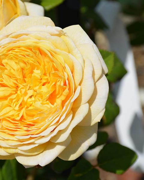 Rose Charles Darwin