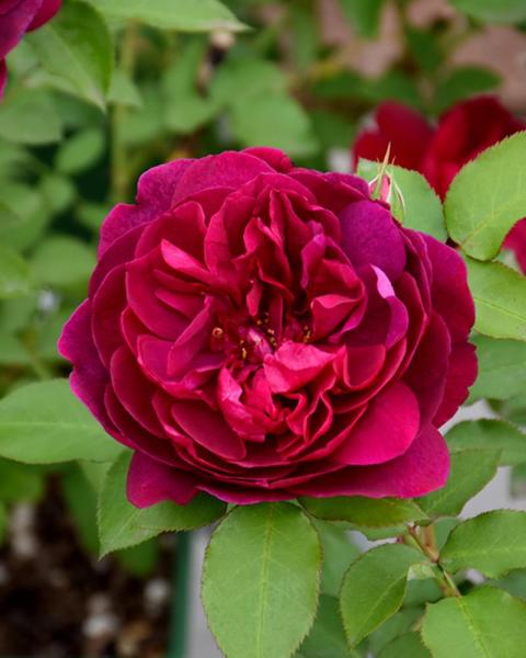 Rose Darcey Bussell