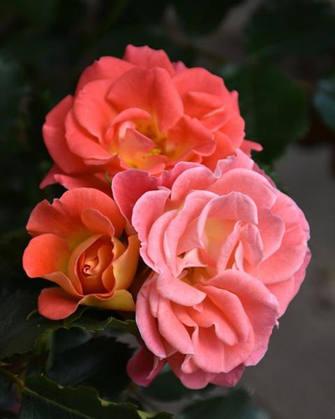 Rose Coral Cove