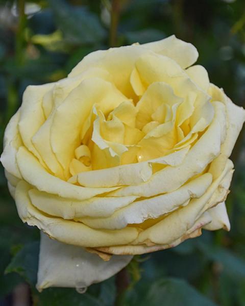 Rose Sunny Delight