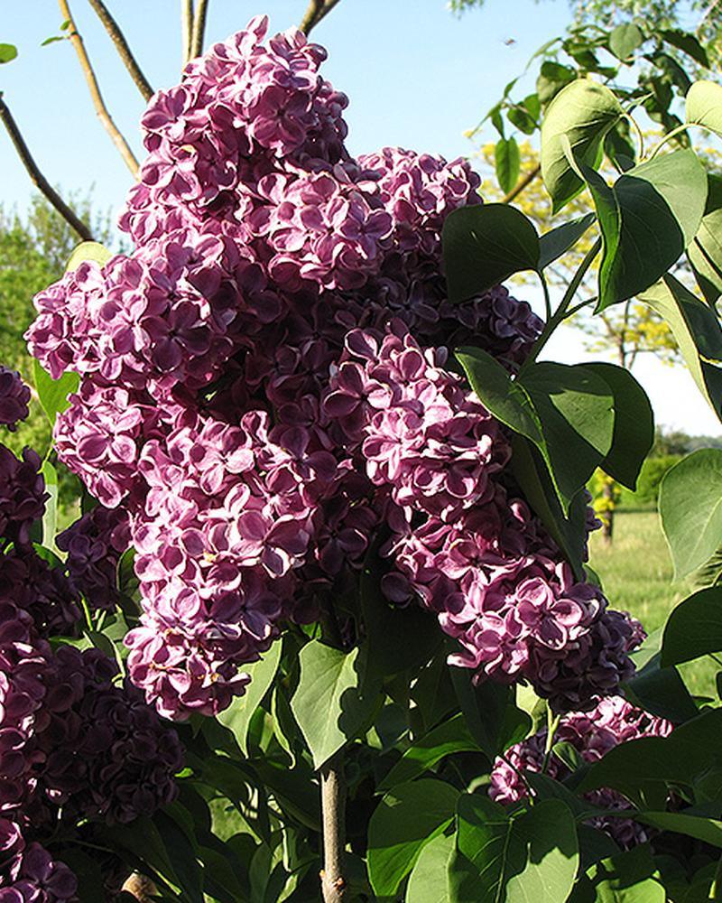 Lilac Monge 3 Gallon