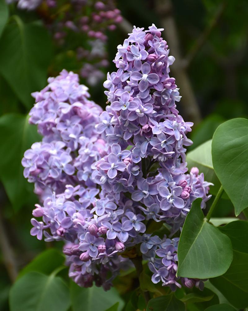 Lilac President Grevy 3 Gallon