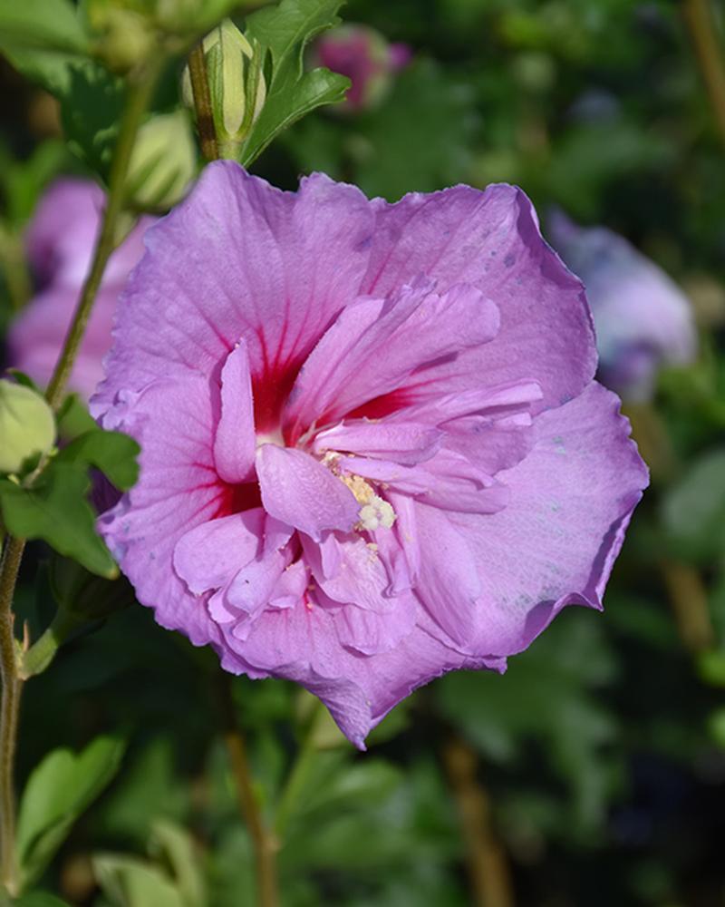 Althea Lavender Chiffon® 3 Gallon