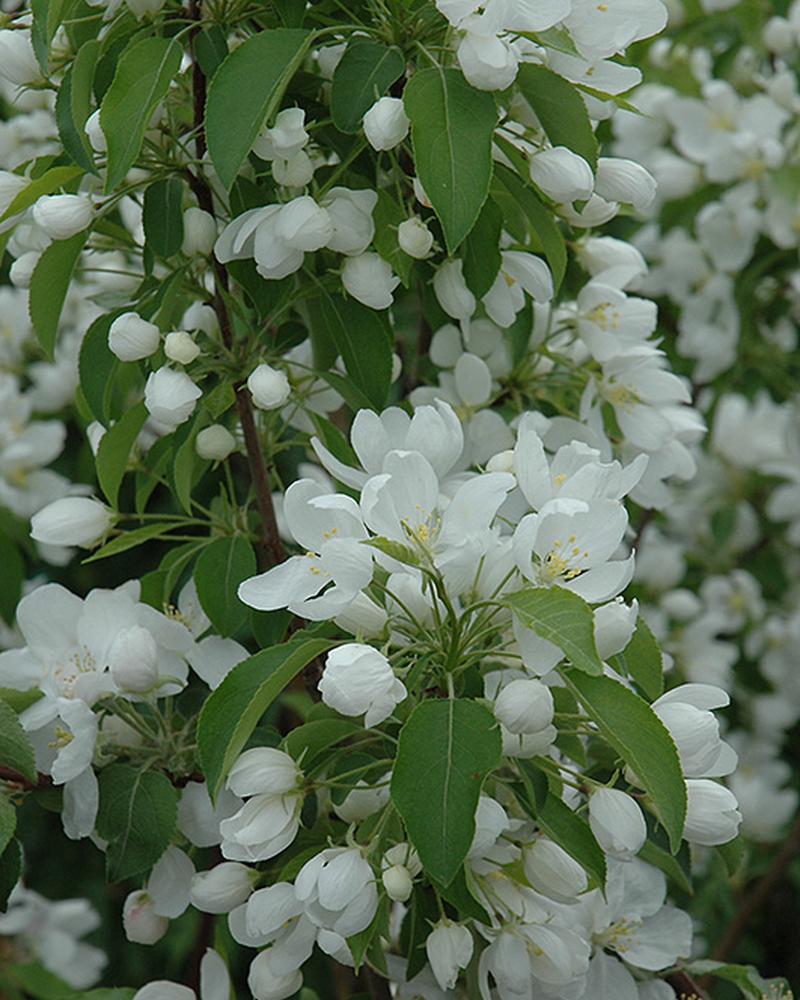 Flowering Crab Spring Snow 10 Gallon